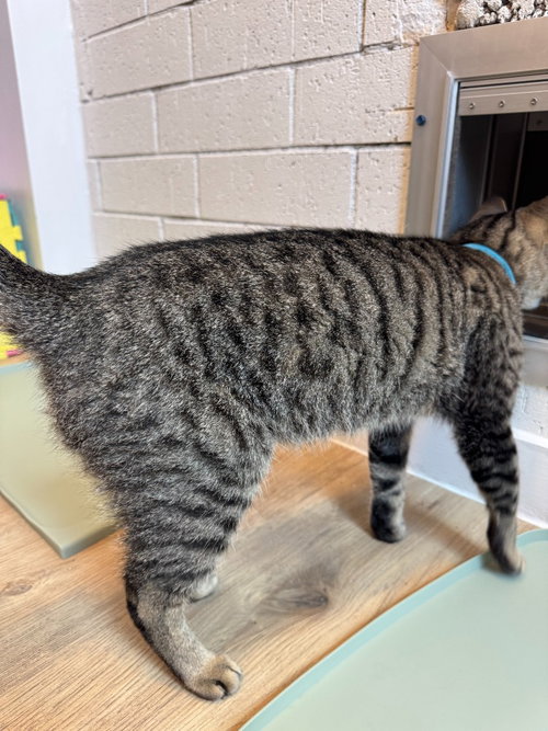 Silver Tabby Fluff, an adoptable Domestic Long Hair in New Braunfels, TX