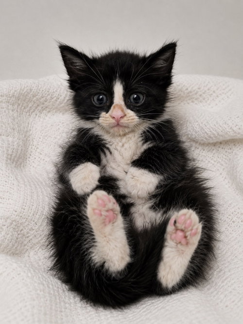 Drax, Baby Maine Coon / Domestic Long Hair / Mixed, cat for adoption in Austin, Texas