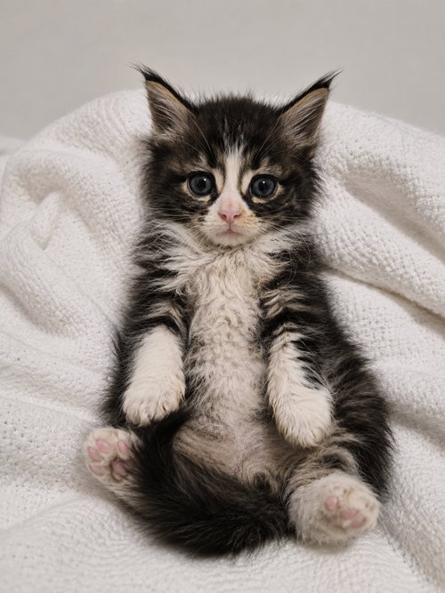 Gamora, Baby Maine Coon / Domestic Long Hair / Mixed, cat for adoption in Austin, Texas