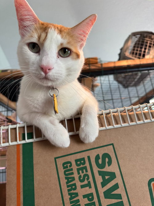Mango, Young Siamese / Mixed, cat for adoption in Austin, Texas