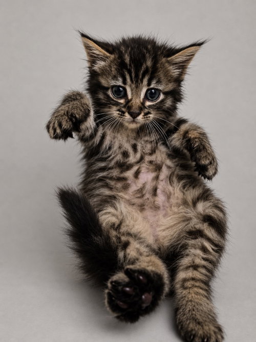 Mantis, Baby Maine Coon / Domestic Long Hair / Mixed, cat for adoption in Austin, Texas