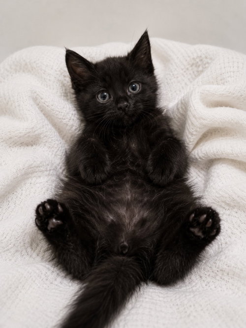 Star-Lord, Baby Maine Coon / Domestic Long Hair / Mixed, cat for adoption in Austin, Texas