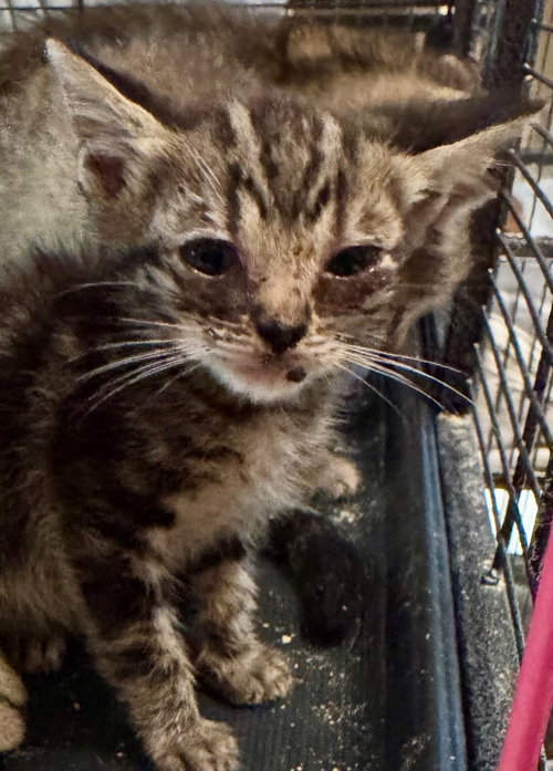 Georgie, Baby Domestic Short Hair / Mixed, cat for adoption in Austin, Texas