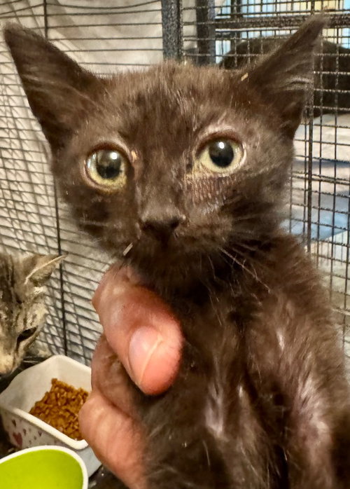 Jordan, Baby Domestic Short Hair / Mixed, cat for adoption in Austin, Texas