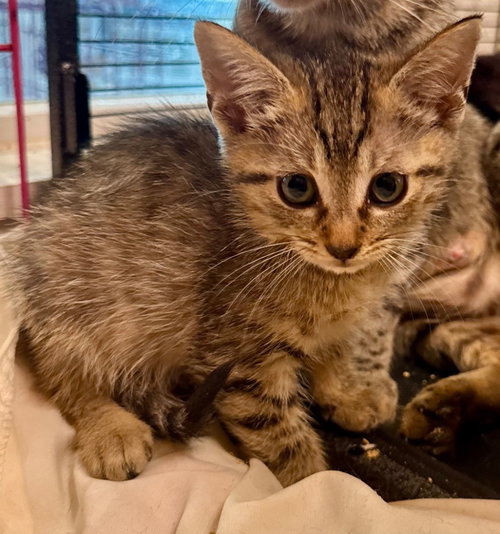 Myrtle, Baby Domestic Short Hair / Abyssinian / Mixed, cat for adoption in Austin, Texas