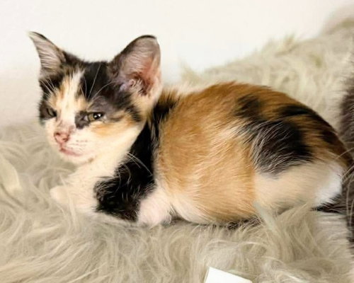 Marceline, an adoptable Calico in New Braunfels, TX