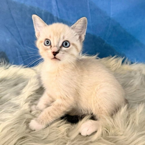 Boots, Baby Siamese / Mixed, cat for adoption in Austin, Texas