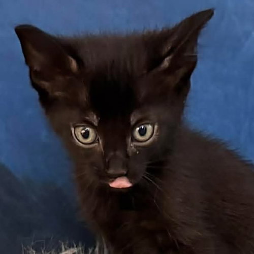 Kuro, Baby Siamese / Mixed, cat for adoption in Austin, Texas