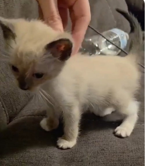 Lola, Baby Siamese, cat for adoption in Austin, Texas