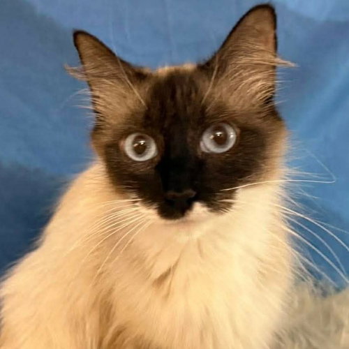 Vanessa, Young Ragdoll, cat for adoption in Austin, Texas