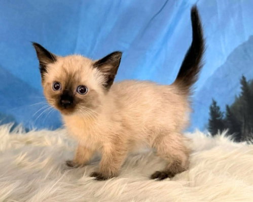 Wickett, Baby Siamese / Ragdoll / Mixed, cat for adoption in Austin, Texas