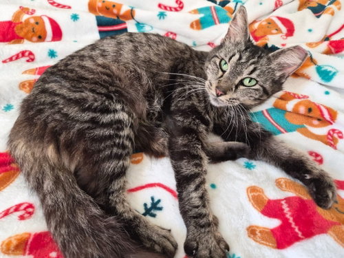 ChaCha, Young Domestic Long Hair / Mixed, cat for adoption in Austin, Texas