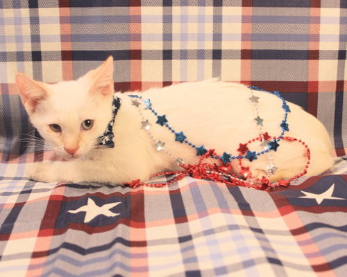 That's what I'm looking 4, an adoptable Domestic Short Hair in New Braunfels, TX