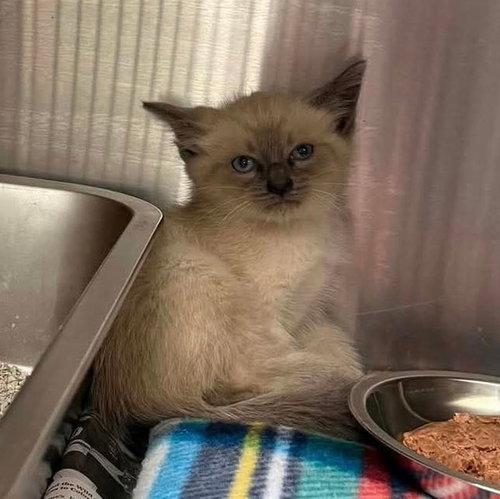 Bucket, Baby Siamese, cat for adoption in Austin, Texas