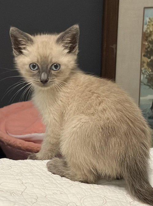 Bucket, Baby Siamese, cat for adoption in San Marcos, Texas