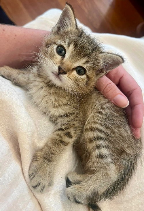 Daisy, Baby Domestic Medium Hair / Mixed, cat for adoption in Austin, Texas