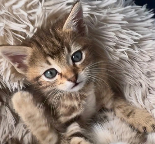 Jay Gatsby, Baby Domestic Medium Hair / Mixed, cat for adoption in Austin, Texas