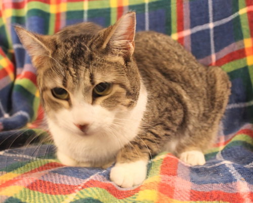 Bgirl, a cat for adoption from Siamese Oriental Snowshoe Cat Rescue and Rehoming