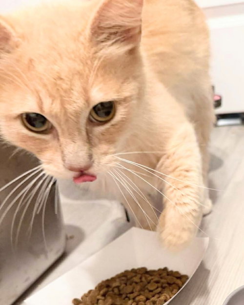 Butterscotch