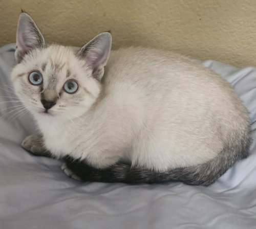 Chia, Baby Siamese / Mixed, cat for adoption in New Braunfels, Texas