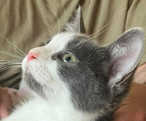 Macaroon, a cat for adoption from Siamese Oriental Snowshoe Cat Rescue and Rehoming