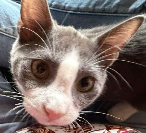 Sir Richard, a cat for adoption from Siamese Oriental Snowshoe Cat Rescue and Rehoming