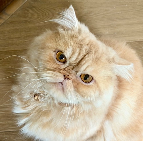 Sir Whiskerton, a cat for adoption from Siamese Oriental Snowshoe Cat Rescue and Rehoming