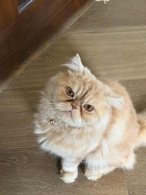 Photo 3 of Sir Whiskerton