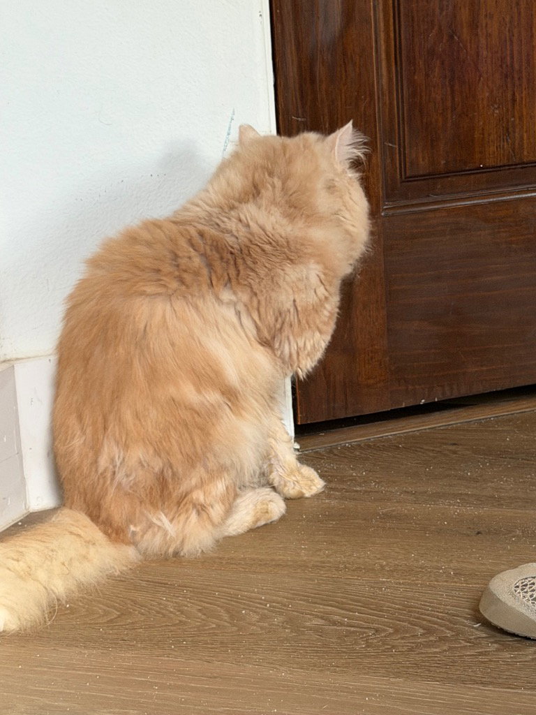 Sir Whiskerton, photo 4