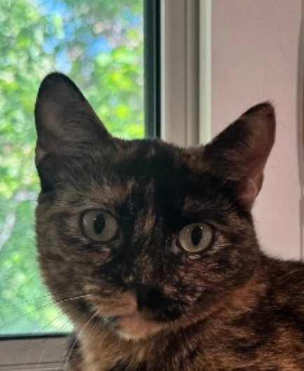 Annie Oakley, a cat for adoption from Siamese Oriental Snowshoe Cat Rescue and Rehoming
