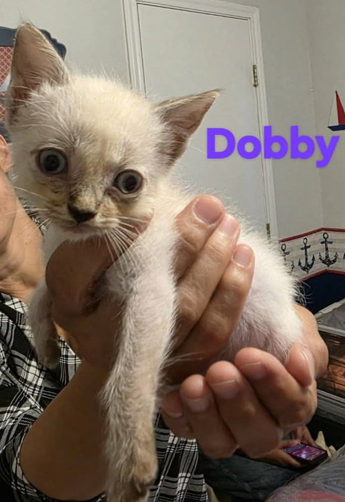Dobby