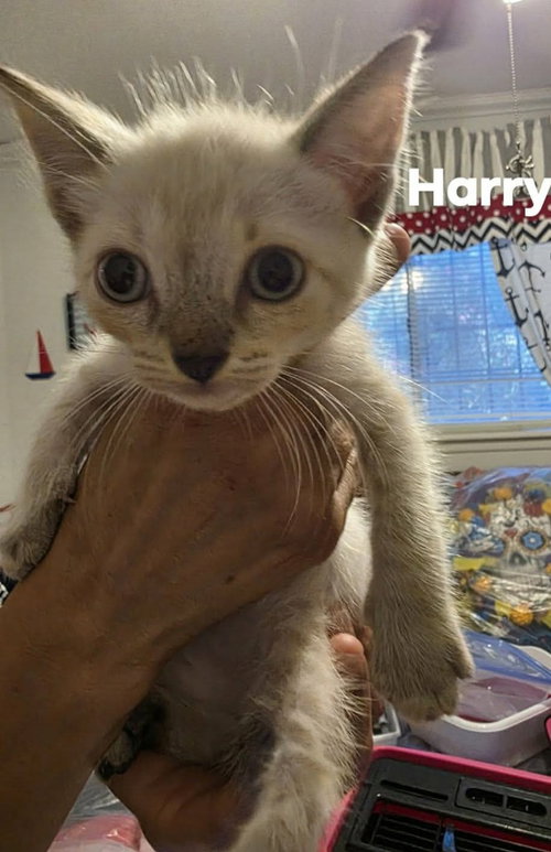Harry