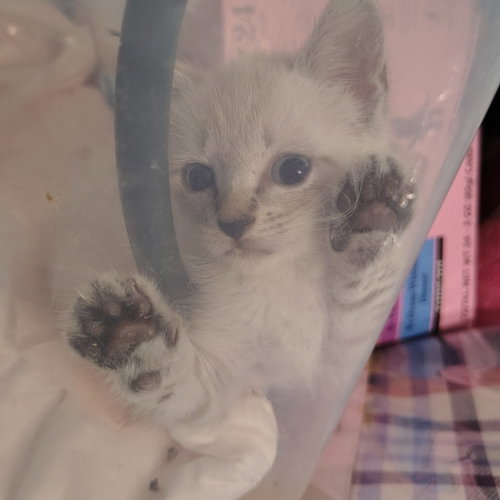 Princess Stowaway, an adoptable Siamese in New Braunfels, TX