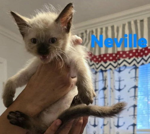 Neville