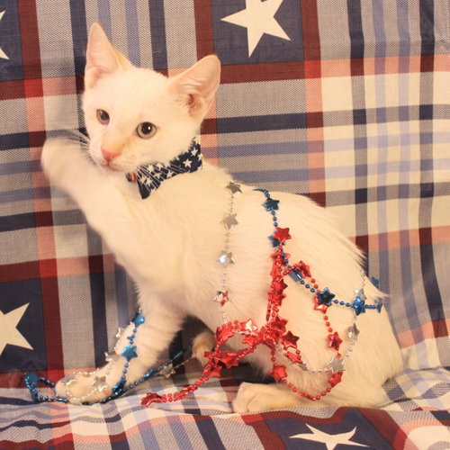 Sweet-Tea, an adoptable Siamese in New Braunfels, TX