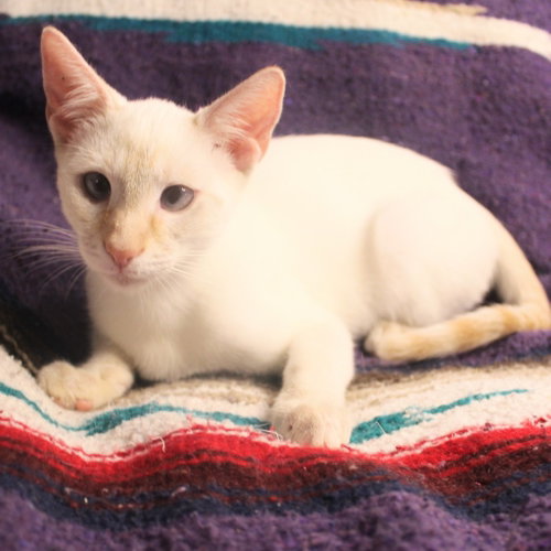 Sweet-Tea, a cat for adoption from Siamese Oriental Snowshoe Cat Rescue and Rehoming