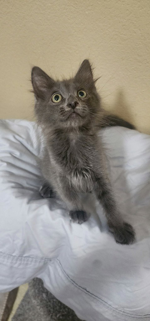 Smokey Grey photo 2