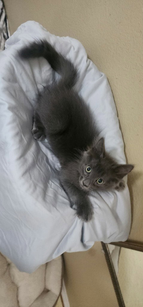 Smokey Grey photo 4