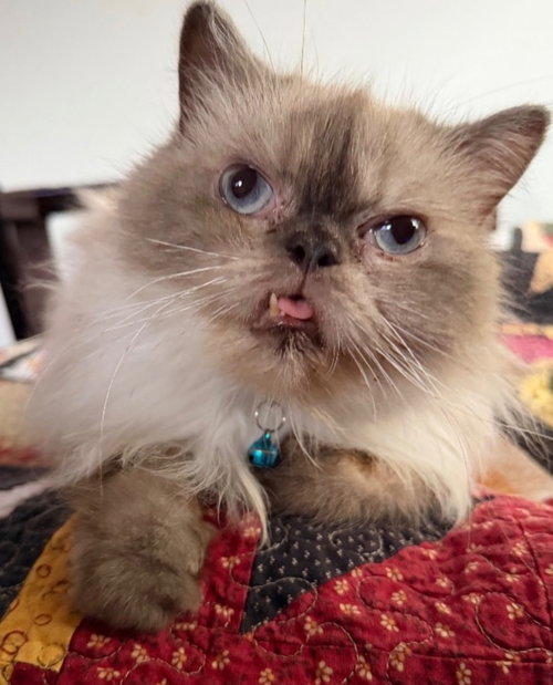Mr. Grimley, a cat for adoption from Siamese Oriental Snowshoe Cat Rescue and Rehoming