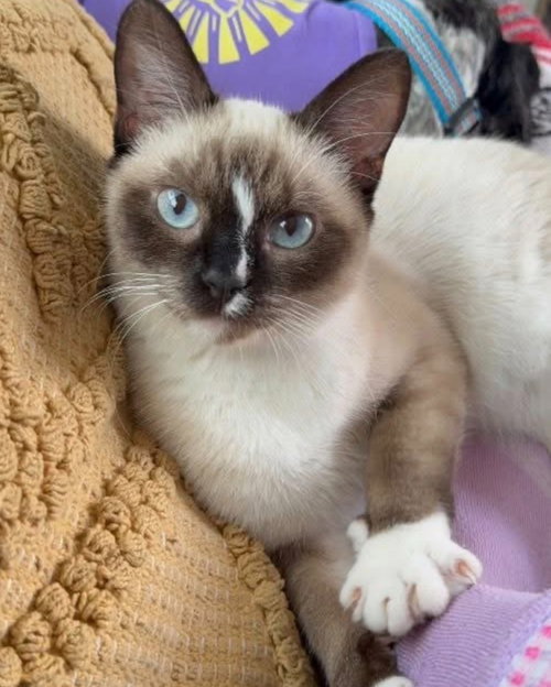 White Stripe, an adoptable Siamese in New Braunfels, TX