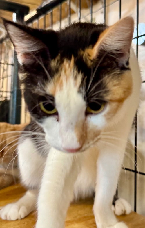 Jupiter, an adoptable Calico in New Braunfels, TX