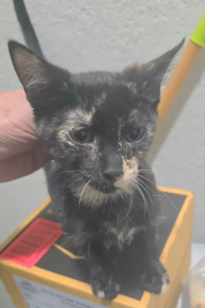 Jinxie - Domestic Short Hair