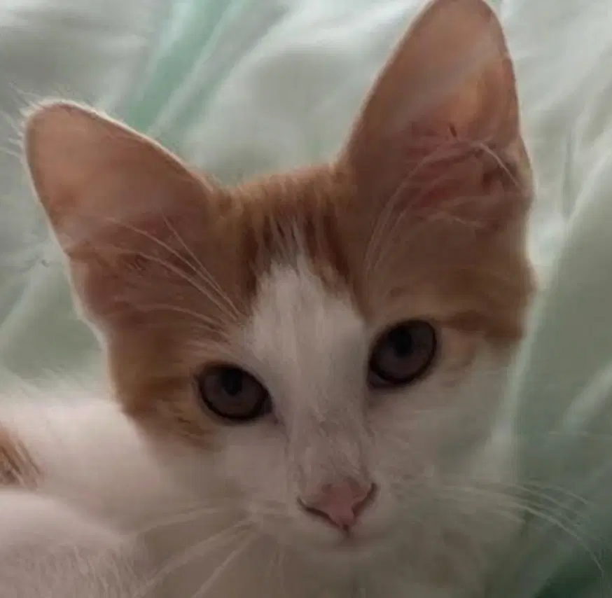Simba - Maine Coon