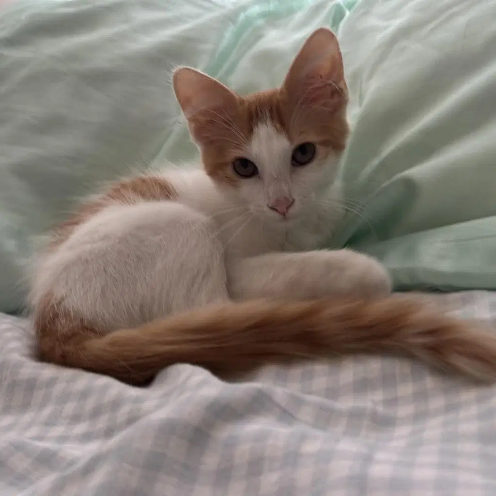 Simba image 2