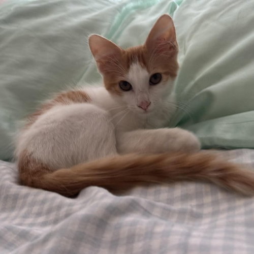 Simba photo 2