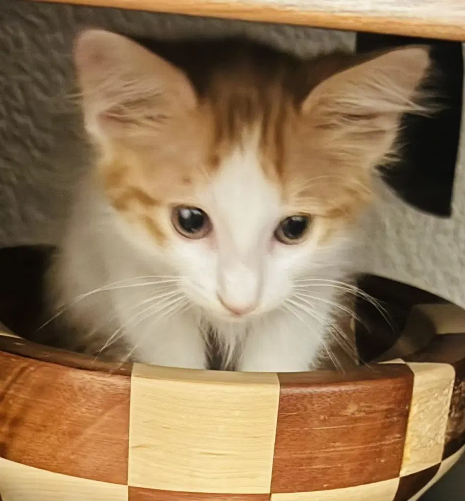 Simba image 3