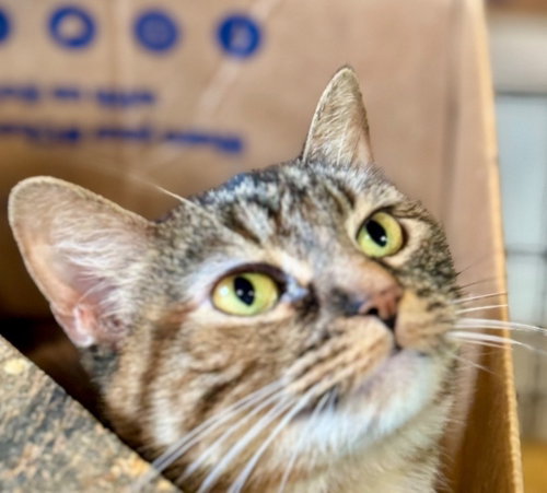 Becca, an adoptable Domestic Short Hair in New Braunfels, TX