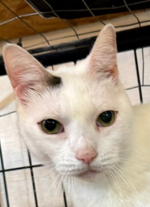 Venus, an adoptable Domestic Short Hair in New Braunfels, TX