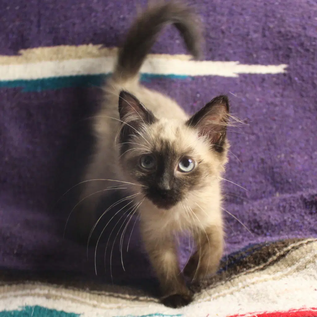 Harriet - Tonkinese