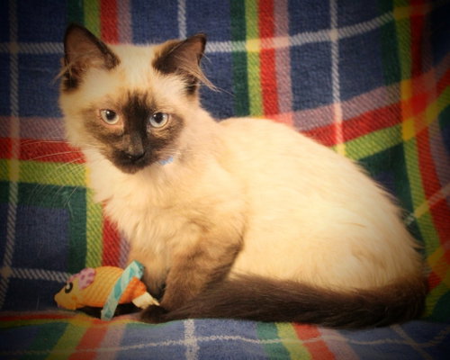 Harriet, a cat for adoption from Siamese Oriental Snowshoe Cat Rescue and Rehoming